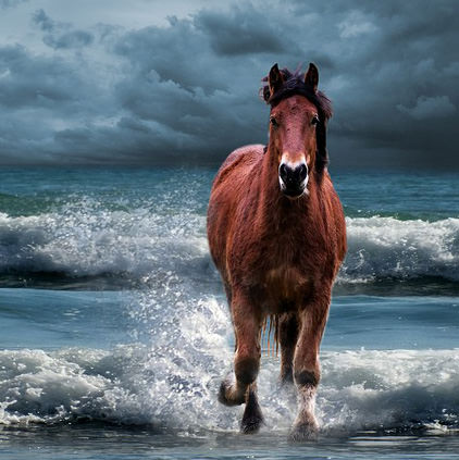 Horse in Water Beach DP