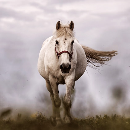 Horse Images for Whatsapp DP Profile with Quotes, Slogan