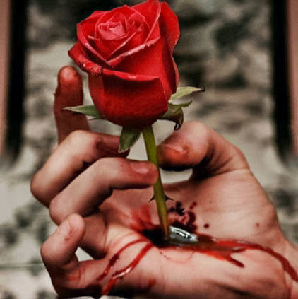 Rose with Blood Display Pictures