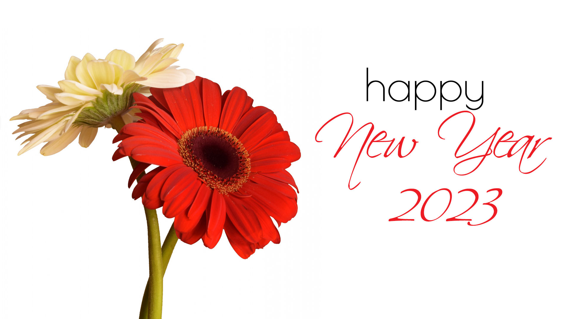 Simple New Year 2023 Greeting Wallpaper with Red and Yellow Flower