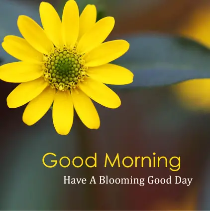 Good Morning Flower DP Image