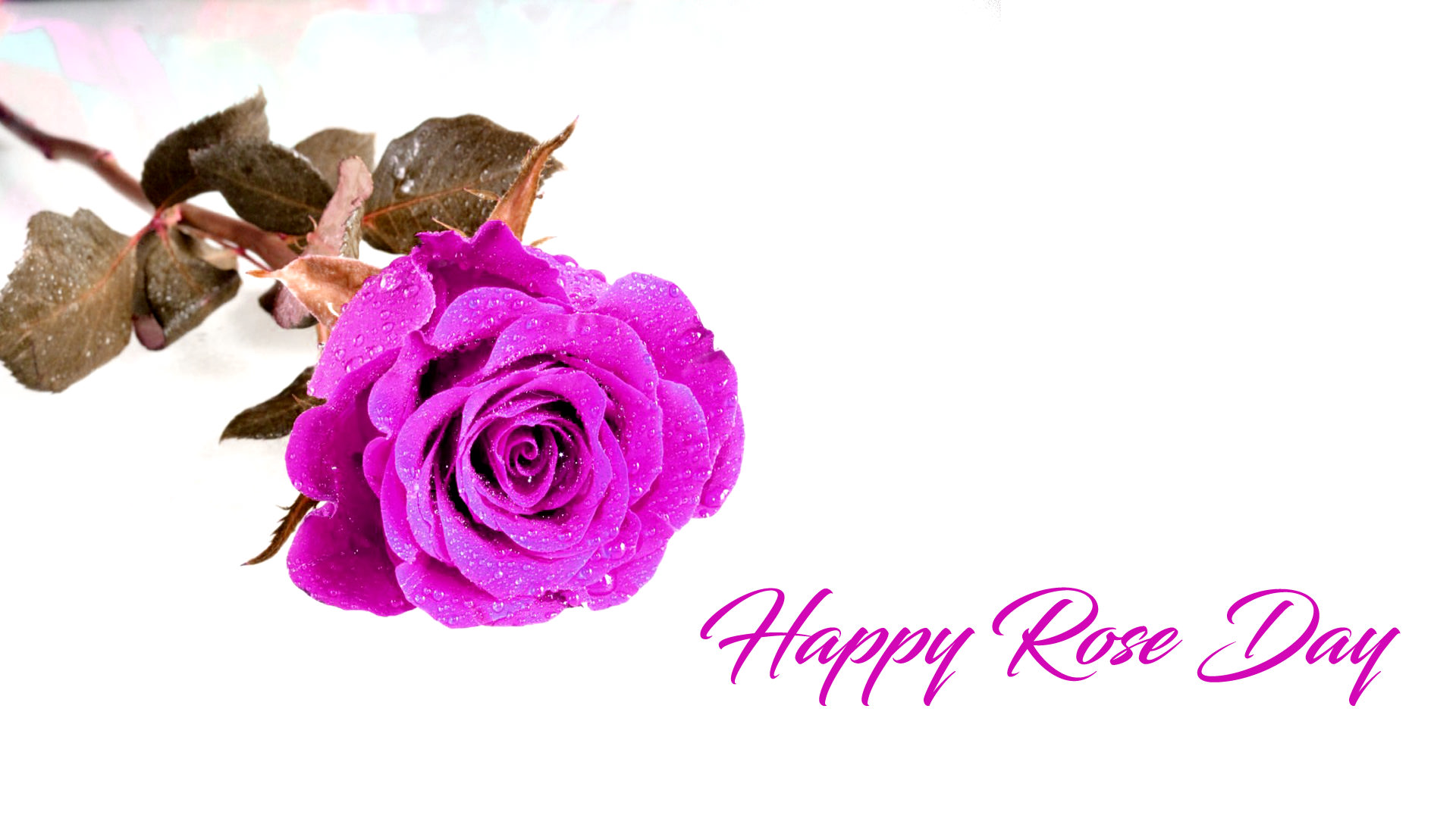 Violet Color Roses for Valentine Rose Day