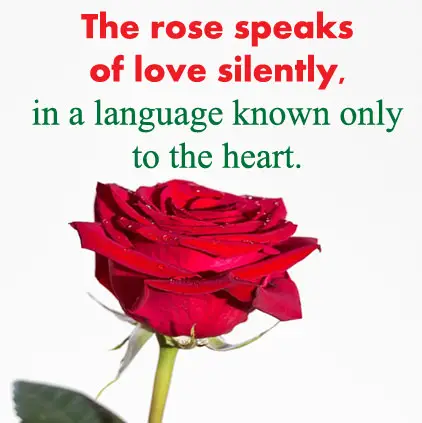Rose Love Status in English